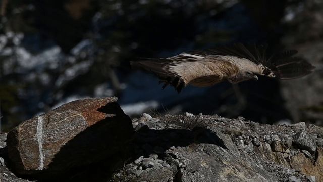 Nanda Devi Sanctuary, Joshimath 4K