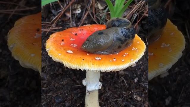 Spotted Banana Slug Eating Amanita muscaria
