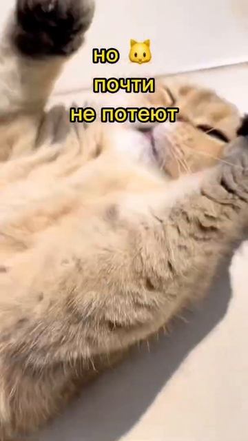 Как кошка переносит жару?🥵