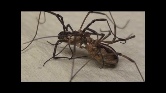 Harvestman Mitopus morio copulation