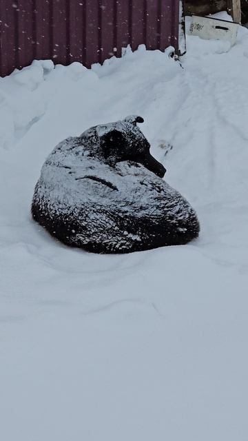 Белым белым снегом ...