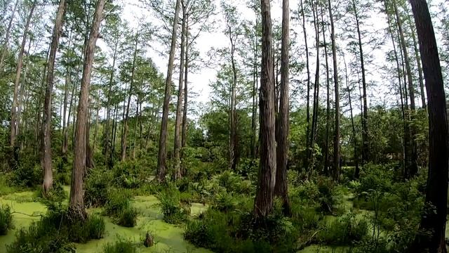 Alligator Alley (Summerdale Alabama) April 2022