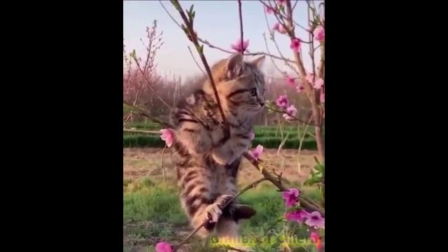 Весенний котя