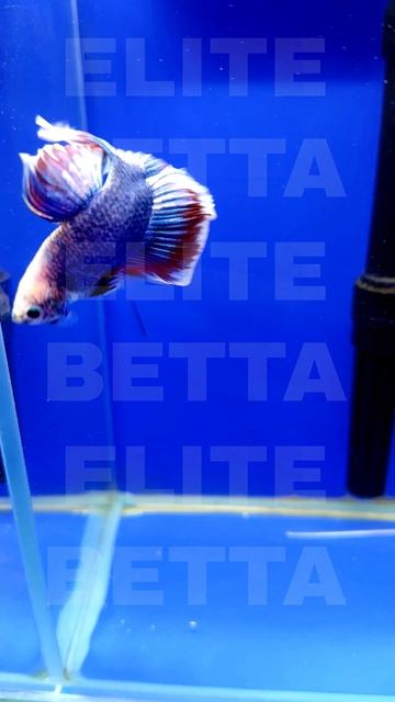 Рыбка Петушок пестрая бабочка