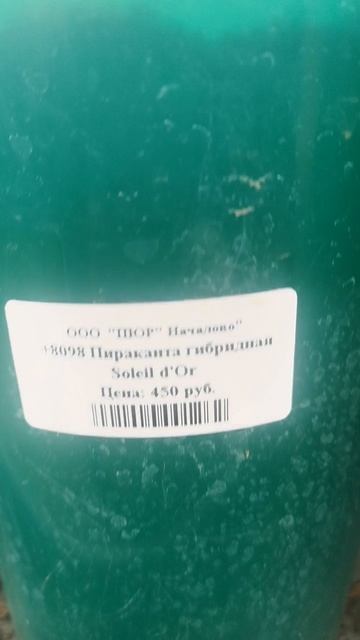 Невероятное растение пироканта гибридная