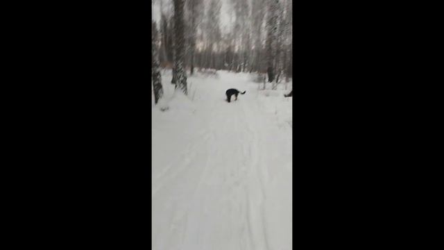 Правильная прогулка с собакой в лесу