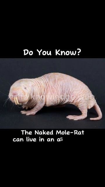 Mole Rat #viral #animals #shorts