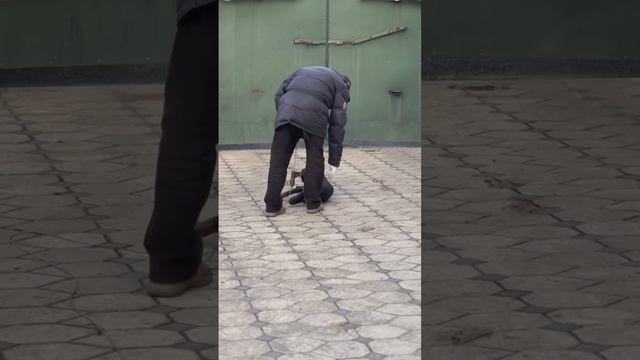 Доберман