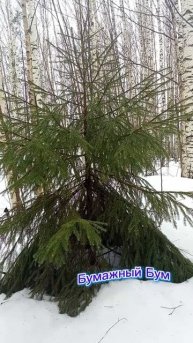 ёлочка в лесу