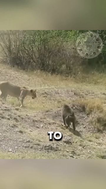 This baboon just made the worst mistake of his life... #shorts