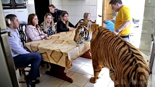 Cat raised the orphaned tiger cubs, but years later something shocking happened!