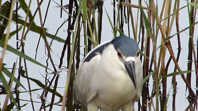 Black-crowned Night Heron - Bombay Hook National Wildlife Refuge