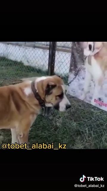 Злой Алабай😁
