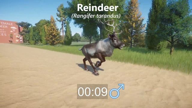 Male VS Female Reindeer Animals Race in Planet Zoo included Finnish Forest Reindeer and Reindeer