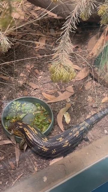 Blue Tongue Lizard Lunch Time In Sydney Wildlife