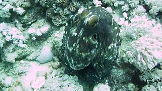 Red Sea Octopus (2)