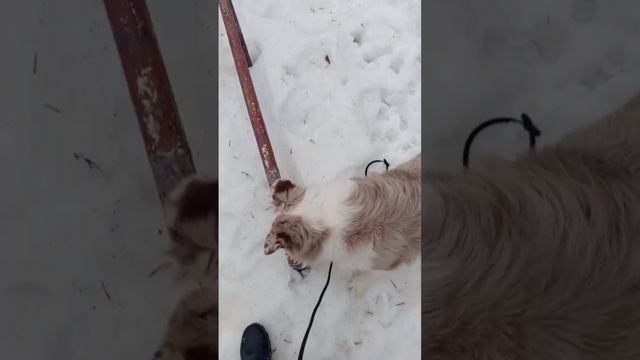 Шейпинг с аусси Грейс. Видео от 02.02.25 г.