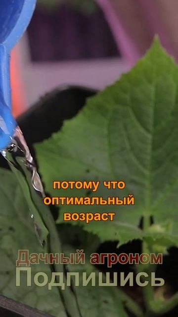 В ХОЛОДНУЮ ПОЧВУ сеять нельзя