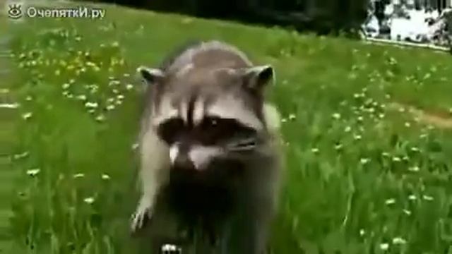 Подборка Приколов с Енотами 2014 Compilation of jokes with raccoon