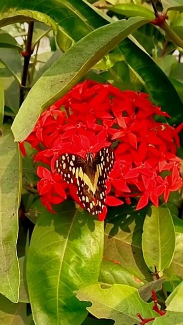 #birdwatching "#butterfly