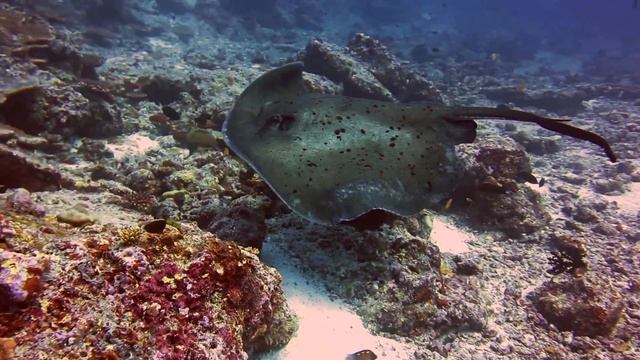 Maldive - Sting Ray - Trigone - Febbraio 2014