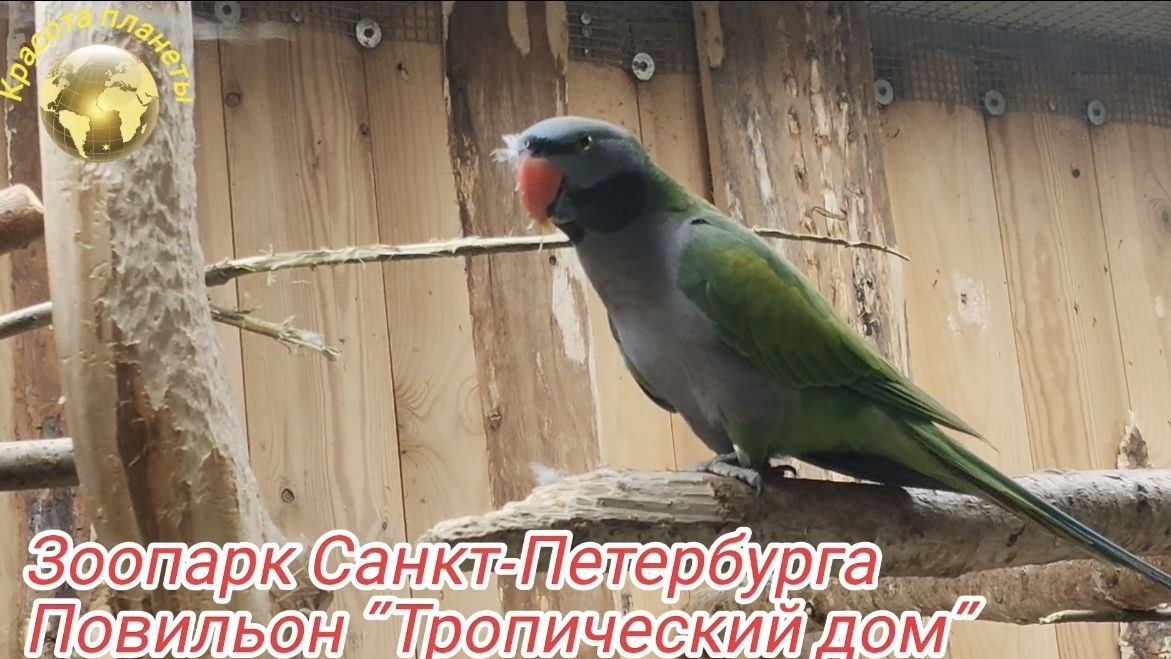 "Тропический дом" повильон в Зоопарке Санкт-Петербурга