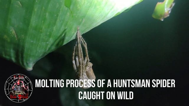 Molting Process Of A Huntsman spider Caught On Wild