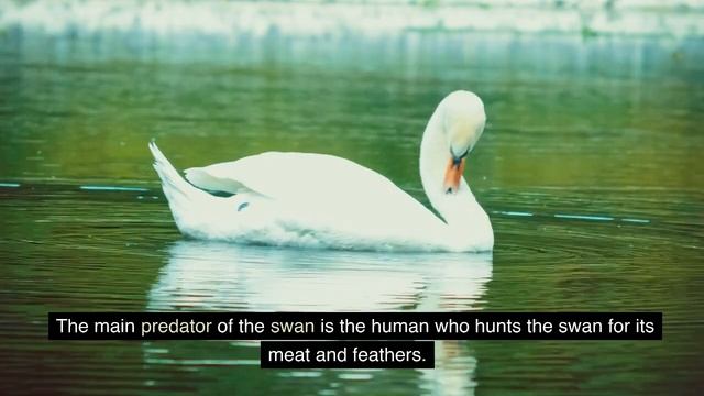 Top 10 Interesting Facts about Swans