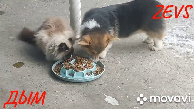 ZEVS и ДЫМ...