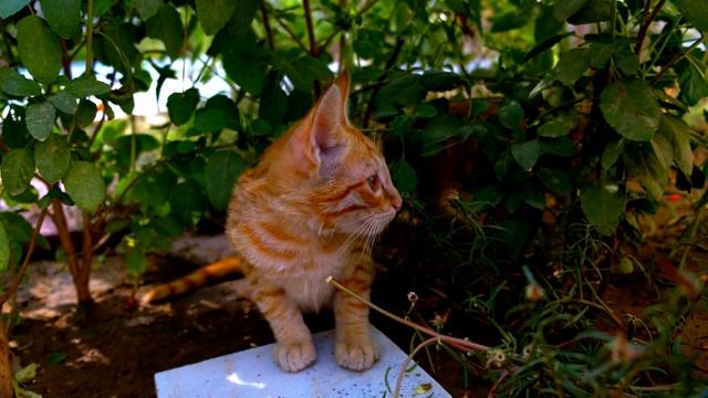 Cat Kitten Baby Cute Video ( Fujifilm X-T3 Camera ) - 4k Free Stock Video