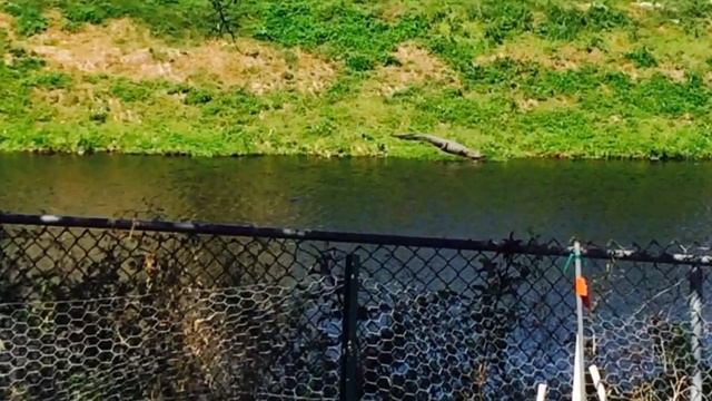 How does an alligator end up in city drainage pipes?