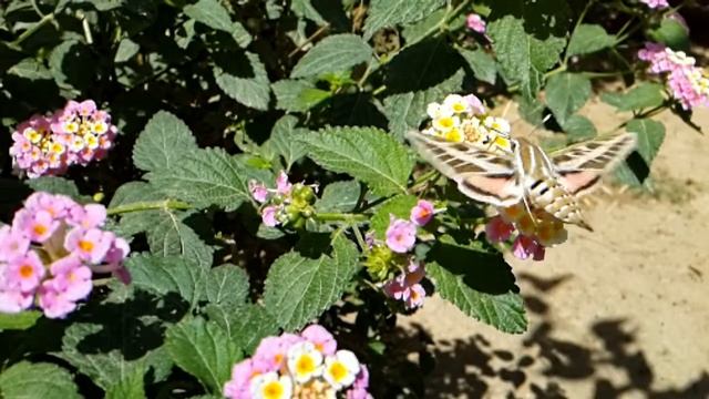 amazing slow motion Hyles lineata butterfly. in my garden