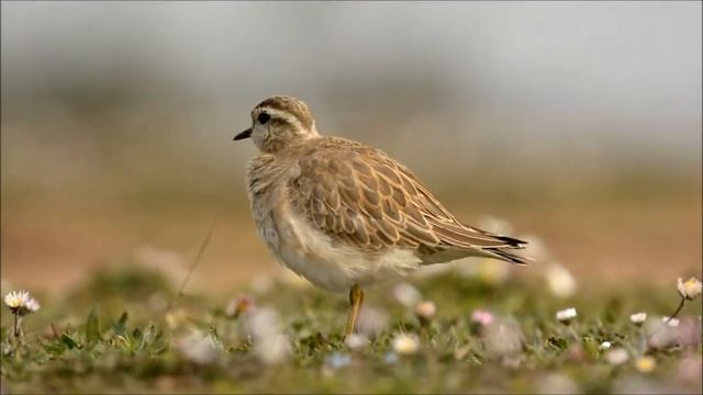 Dağ cılıbıtı / Eurasian Dotterel / Charadrius morinellus