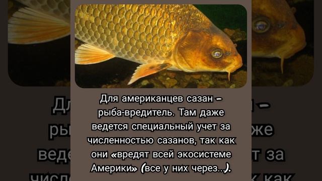 РЫБАЛКА, ФАКТЫ О САЗАНЕ!