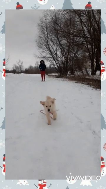 первая зима ❄ #золотистыйретривер #щенок #shorts #goldenretriever #puppy #dog #ретривер #cute