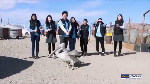 Save the injured Dalmatian Pelican