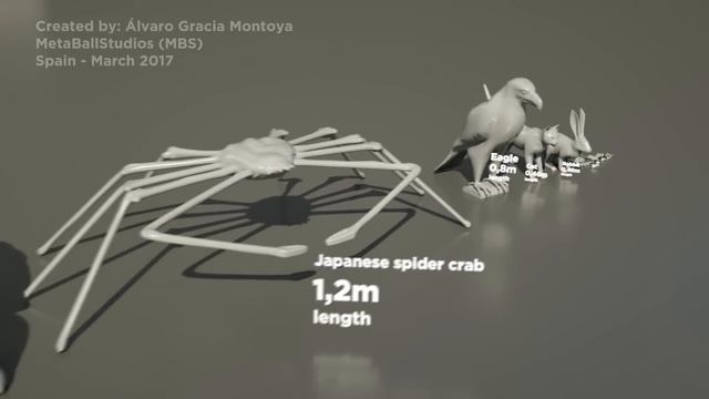 ANIMAL size in perspective