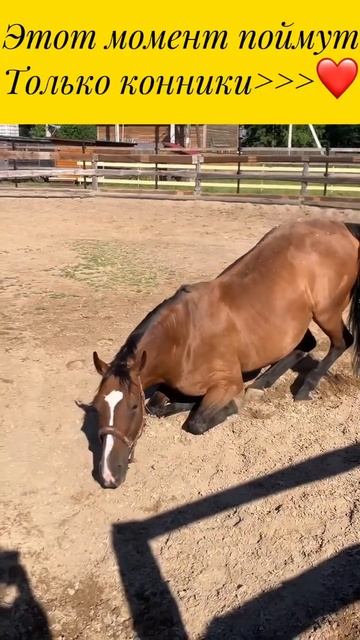 #horse #красота #лошади #лошадь #валяжка#моя❤️