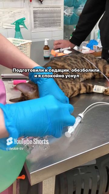 Кот проглотил крышечку от лекарства😱 Гастроскопия