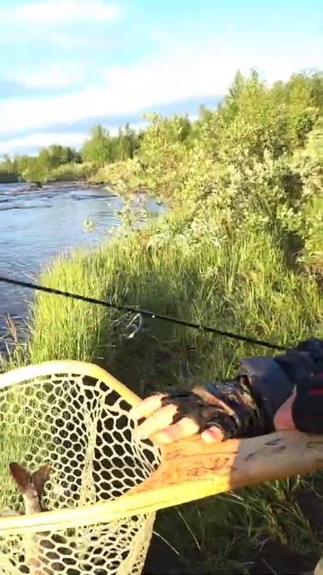 Кольский 2023. Дебютная поездка сына. Поимка Хариуса!  #shorts  #fishing  #хариус #кольский