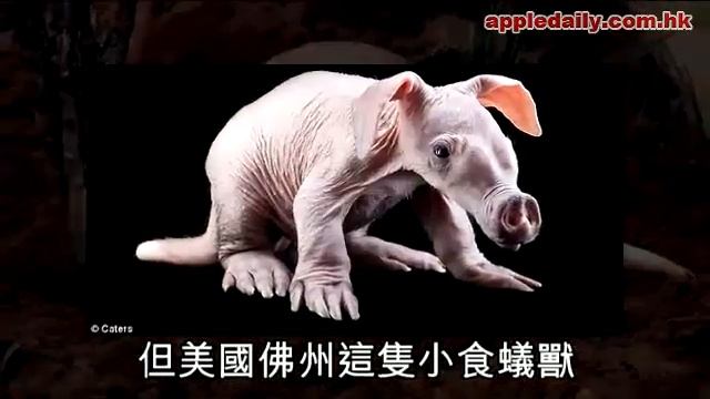 食蟻獸寶寶當人係阿媽