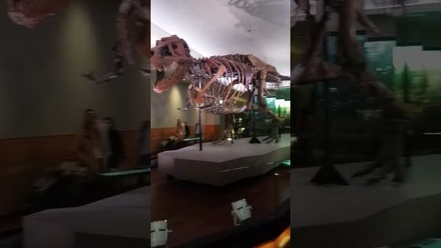 Sue the T-rex in the Field museum Chicago