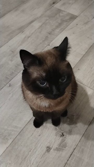 Котей