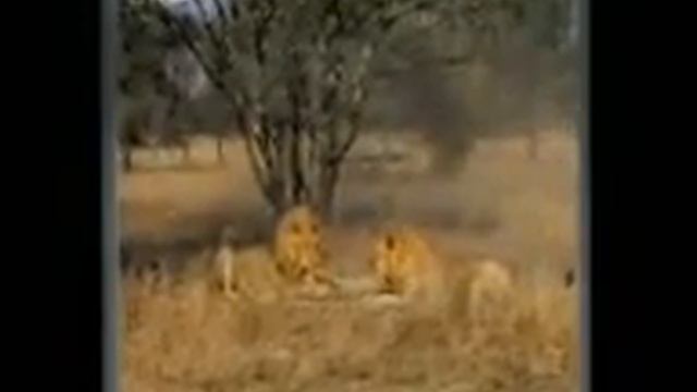Lion Vs Cheetah   Male lion kills 2 cheetahs 360p
