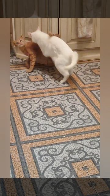 Котодзюдо