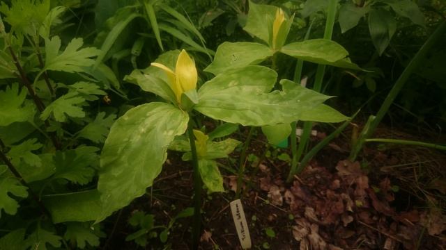 Trillium lutea