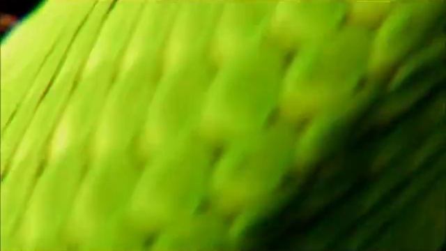 Змея