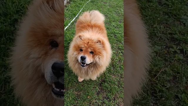 Сёмка и вкусняшки ...🐕🍬