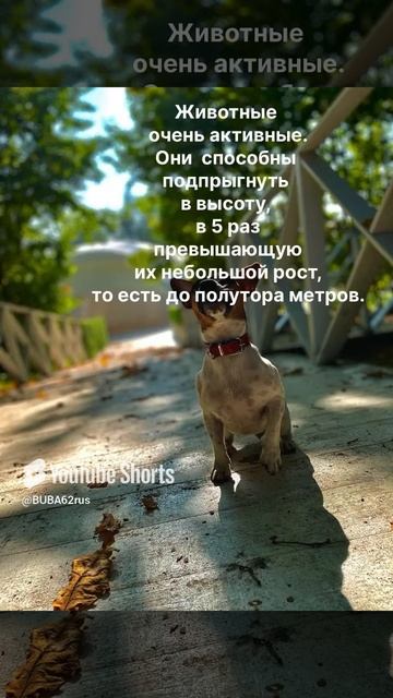 Немного истории)🐶