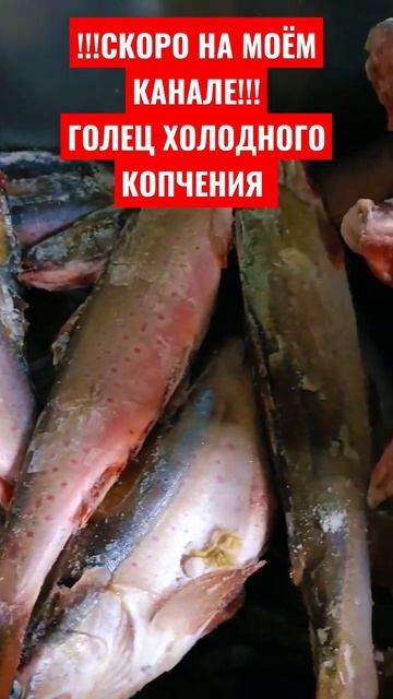 СКОРО НА КАНАЛЕ, ГОЛЕЦ ХОЛОДНОГО КОПЧЕНИЯ